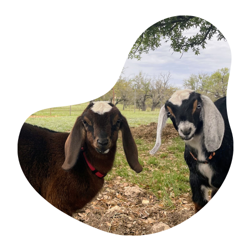 Brown Mini Nubian Dairy Goat with a white patch on her head, Bristol Mini Nubian Dairy Goat with frosted ears